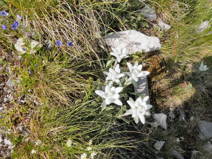 Aiguille de la Vanoise